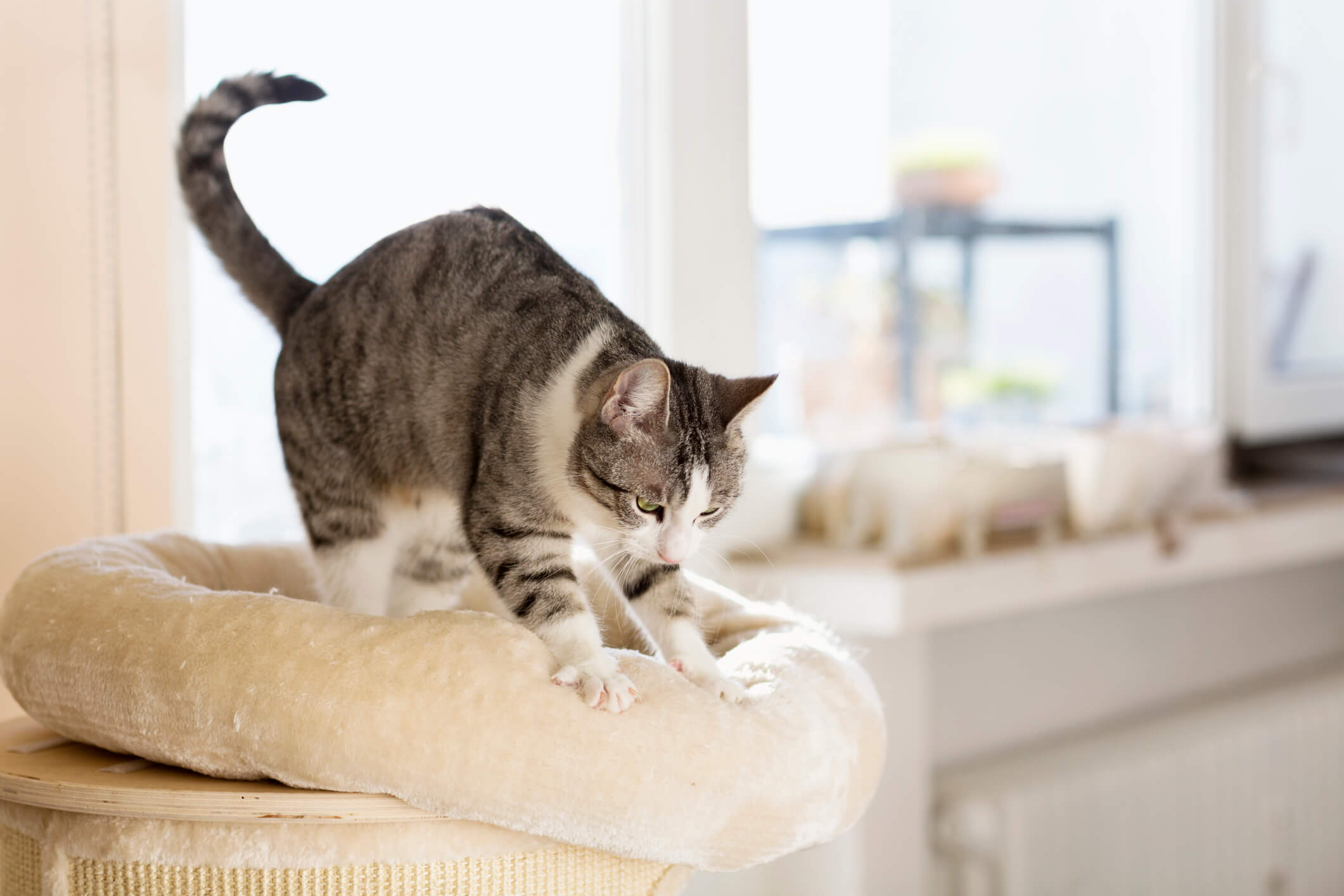 Why Does My Cat Make Biscuits? Here Are 7 Reasons