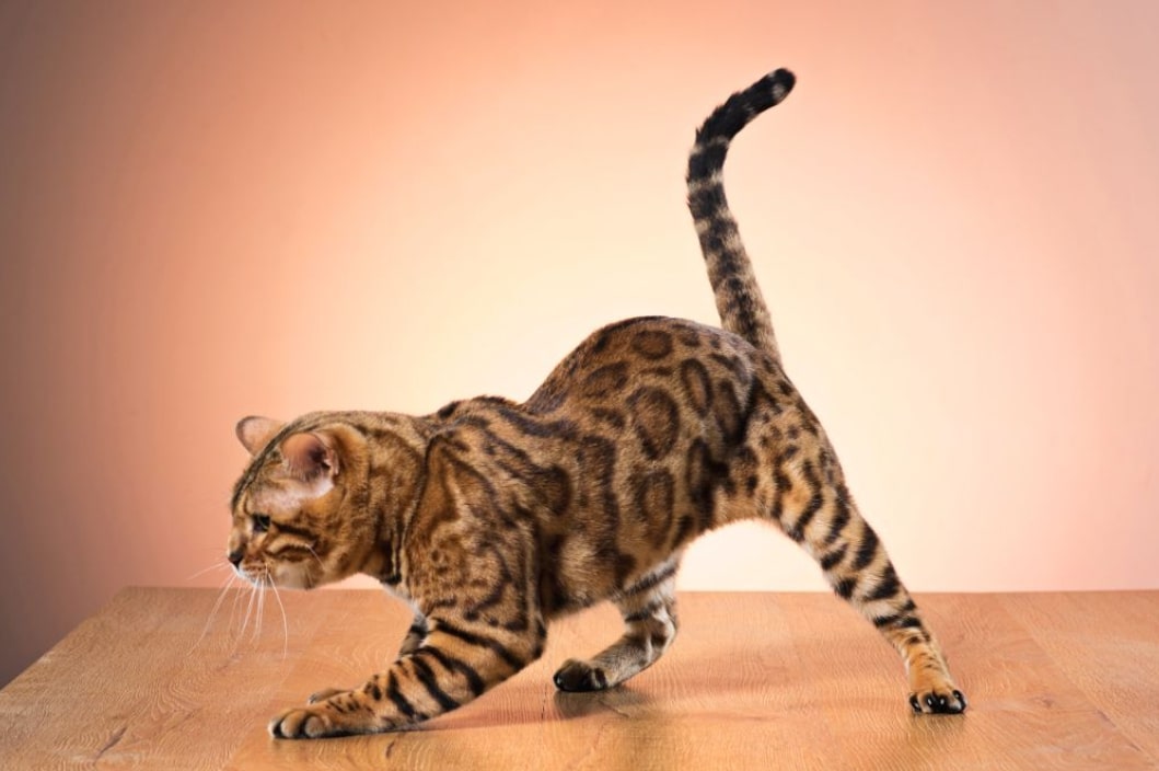 Why Do Cats Wag Their Tails: Decoding Your Cat’s Tail Language