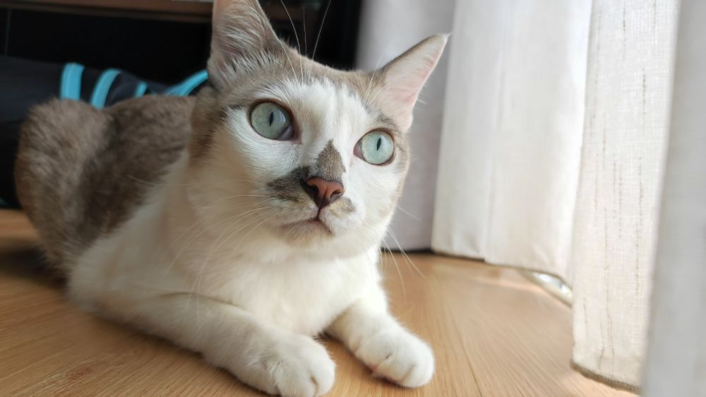 Why Are My Cat’s Eyes Watering & How To Treat It?