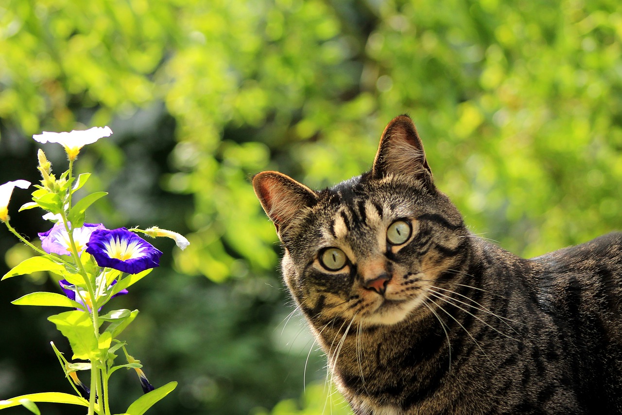 Why Does My Cat Stare At Me? Is It Scared Or Just Hungry?